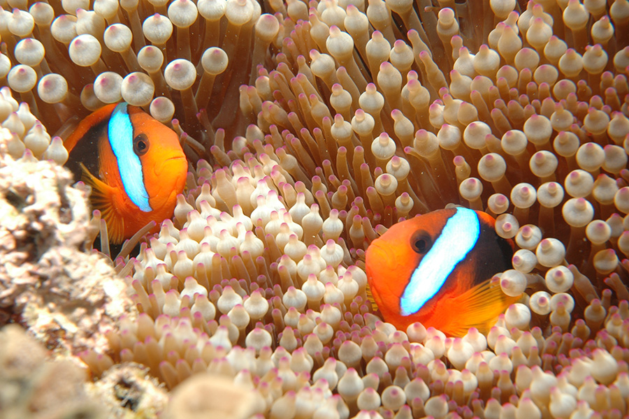 Clown fish in their host anemone