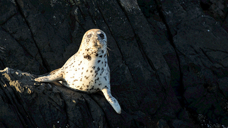 Harbour seal in Átl’ḵa7tsem / Howe Sound.